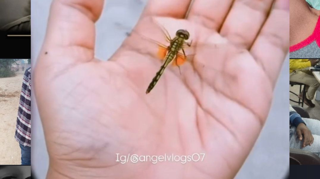 ⁣Bee in tha camera