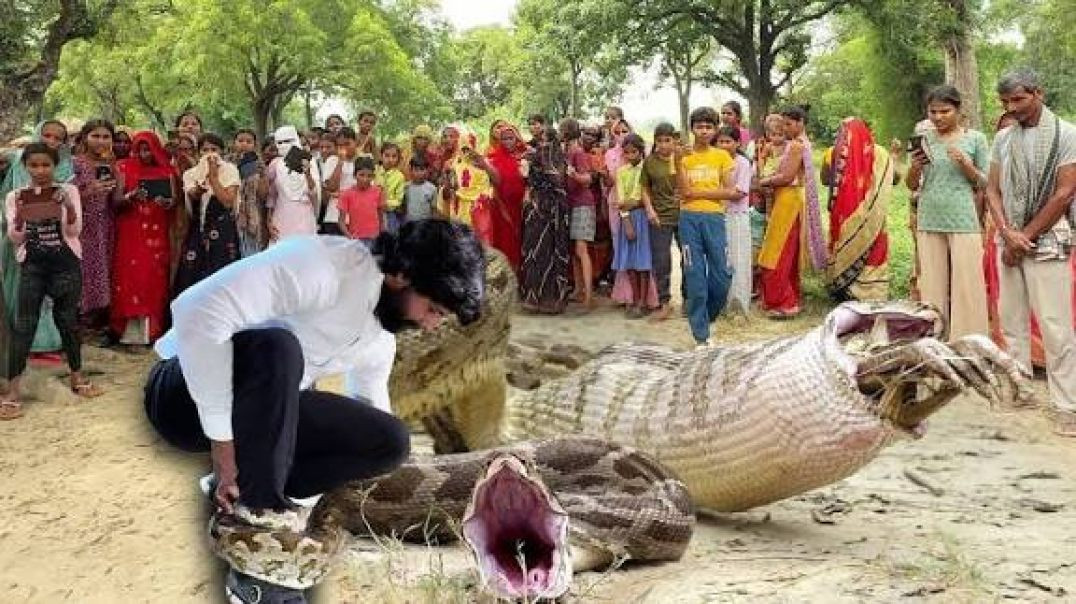 ⁣इस अजगर सांप ने 2 प्राणी को जिन्दा निगल गया, फिर कैसे हुआ रेस्क्यू और कैसे बाहर निकाला! Rock Python