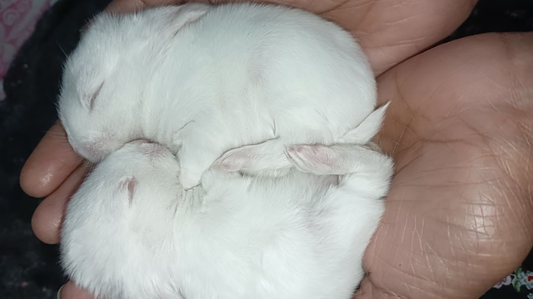 जो_पार_करे_नैय्या_वो_पार्वती_मैय्या