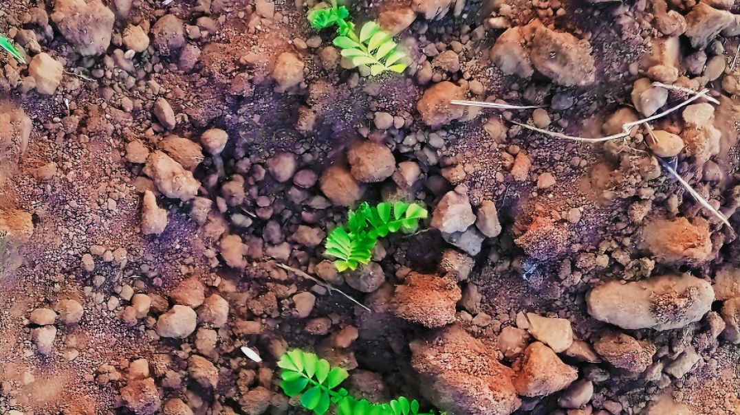 ⁣Chane ki fasal nov me 2025