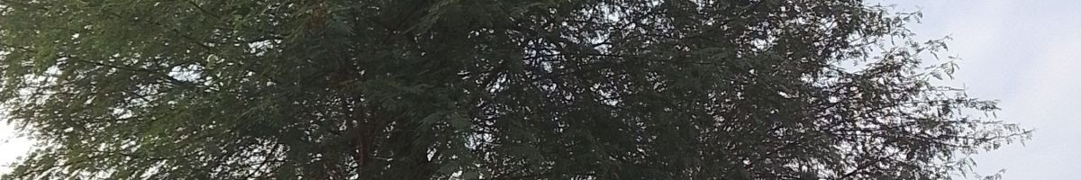 114628566649141856424 