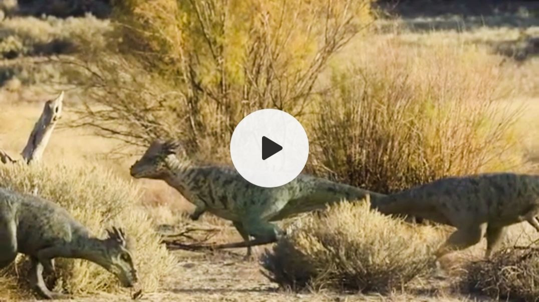 ⁣#wildanimal #wildlife #animal #daaynasore