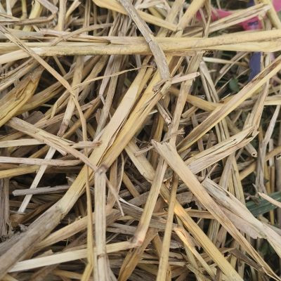 सालिया परी