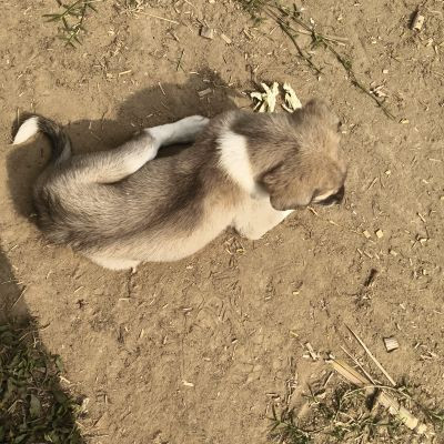 Sonu_Sinha Sonu_Sinha