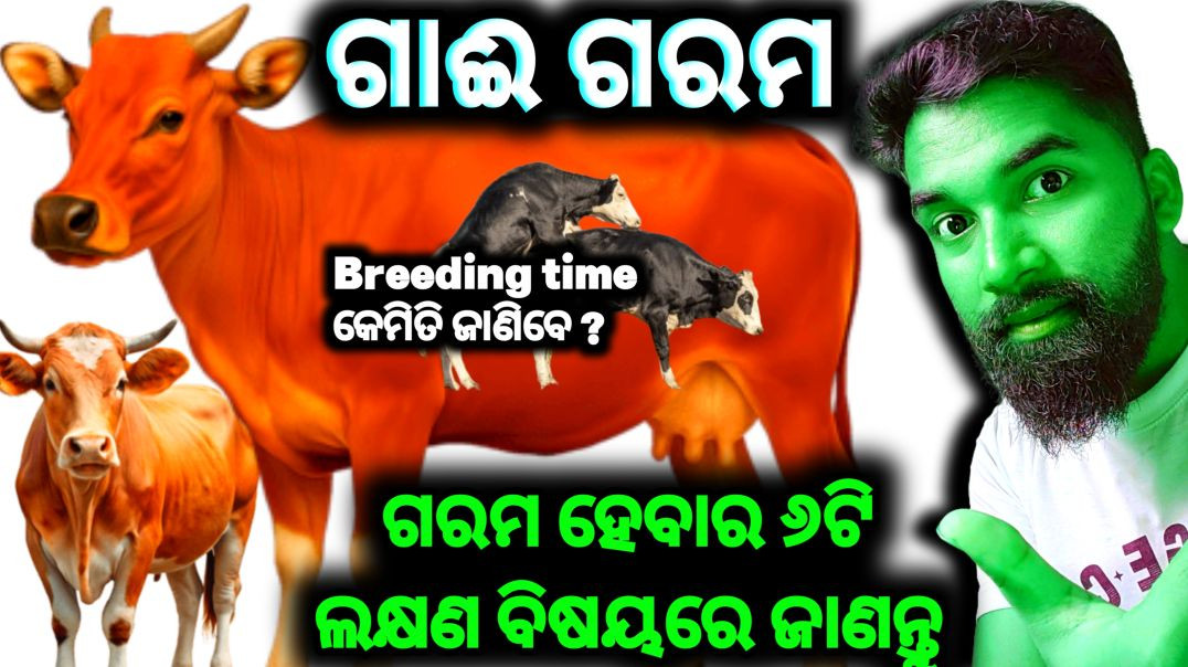 ⁣Cow heat signs//Dairy farming odisha