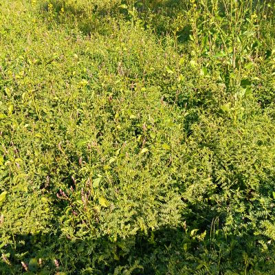 indmoontv99 indmoontv99