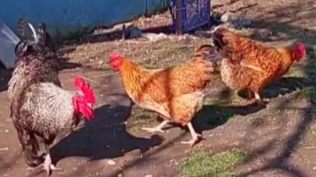 ⁣দেশি মুরগি এত ভয়ংকর । প্রকৃতির রহস্য ।#Naturevideo#RajuDa