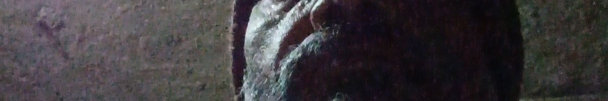 103306081971403744526 