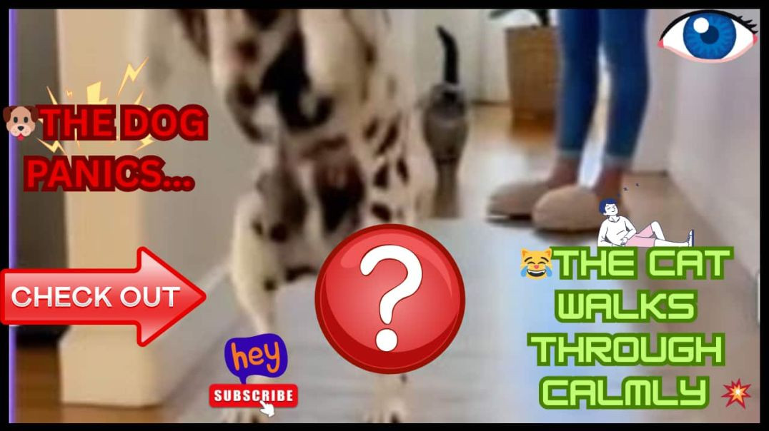 ⁣Dog Freaks Out Over 3D Floor Hole 😱🐶 | Cat Stays Calm 😼 | Funny Optical Illusion Fail