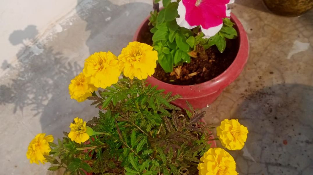 ⁣#My lovely Garden #gardning #gardningvudeo #plantlover #tarracegarden