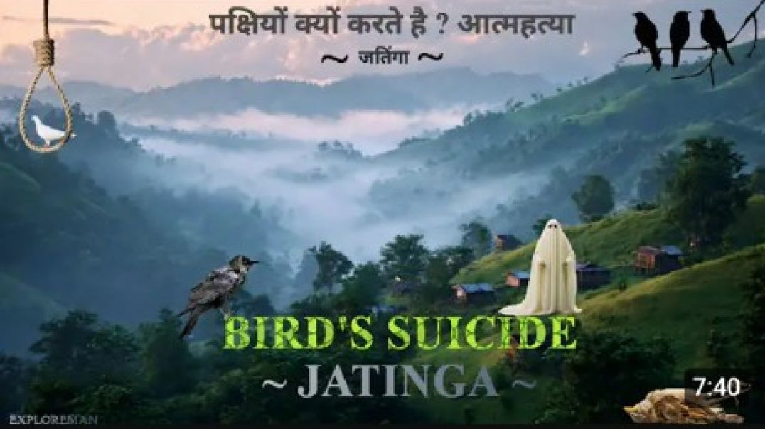 जतिंगा__पक्षियों_क्यों_करते_हैं___आत्महत्या____BIRD_S_SUICIDE_JATINGA____ASAM_(0)