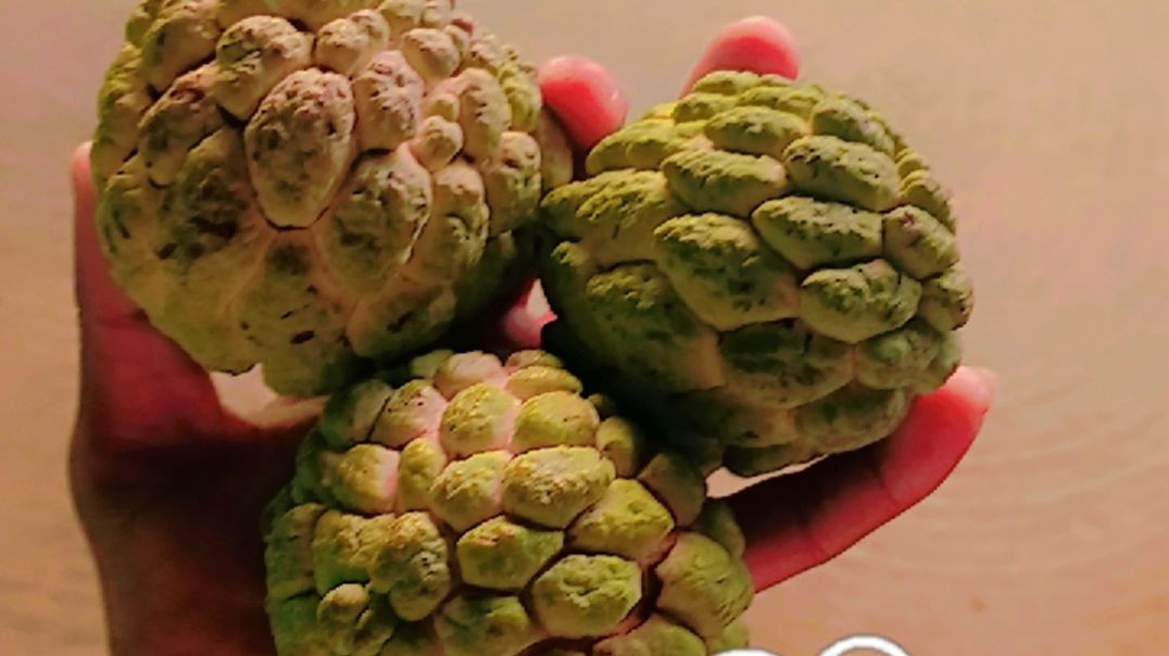 ⁣Yah video padai ke bare me