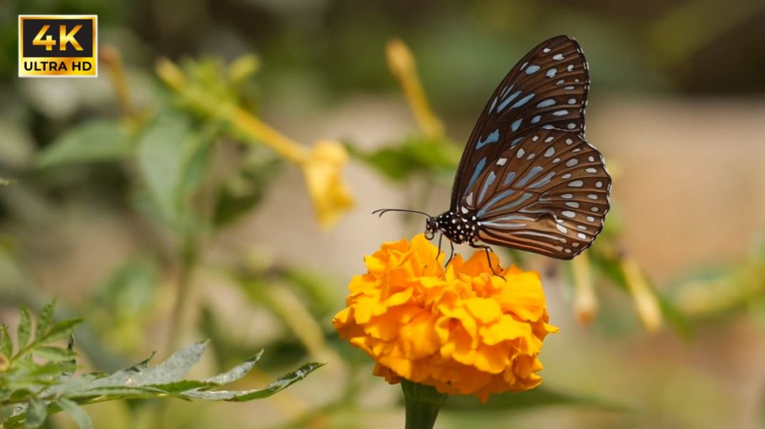 ⁣Beautiful Bird and 🦋 Insect wildlife 4k Ultra Video