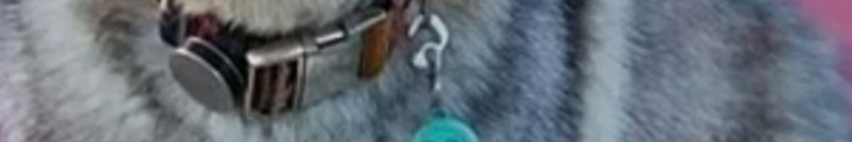 102583985263010744642 