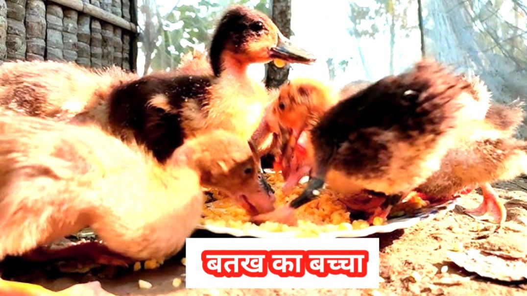 बतख का बच्चा