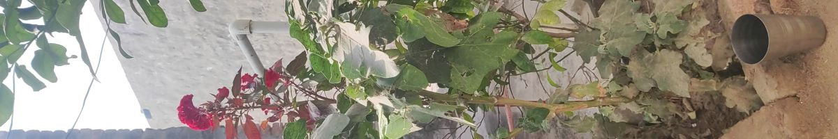 103270682202056971157 