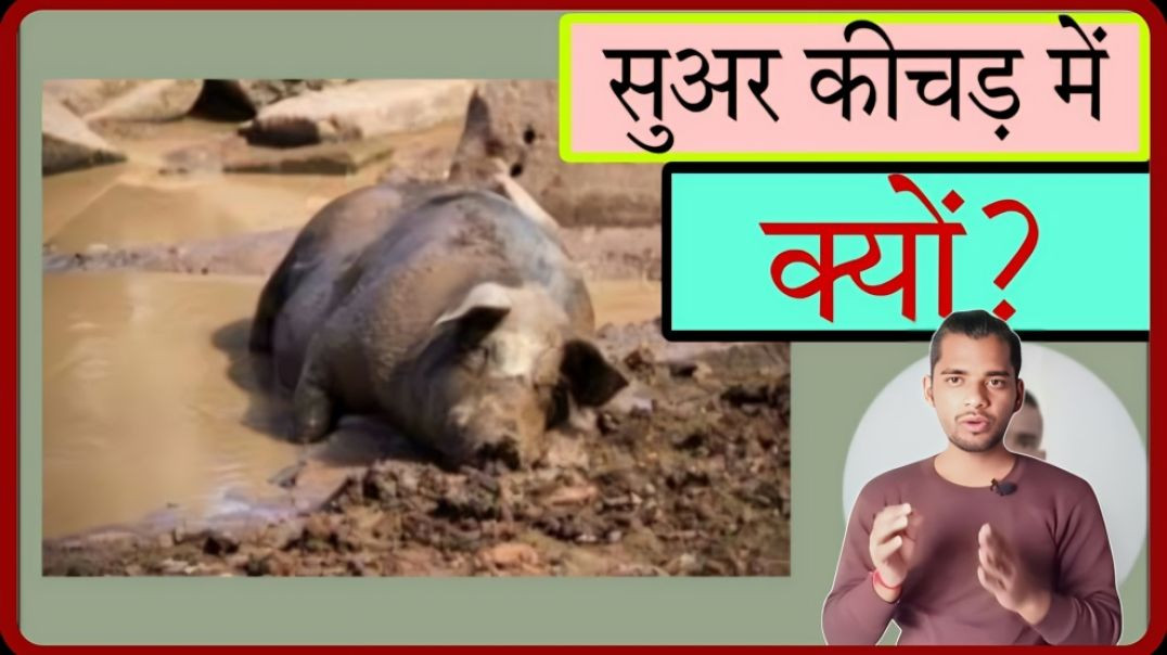 ⁣why pig sleeps in mud,interesting fact by ac prashant