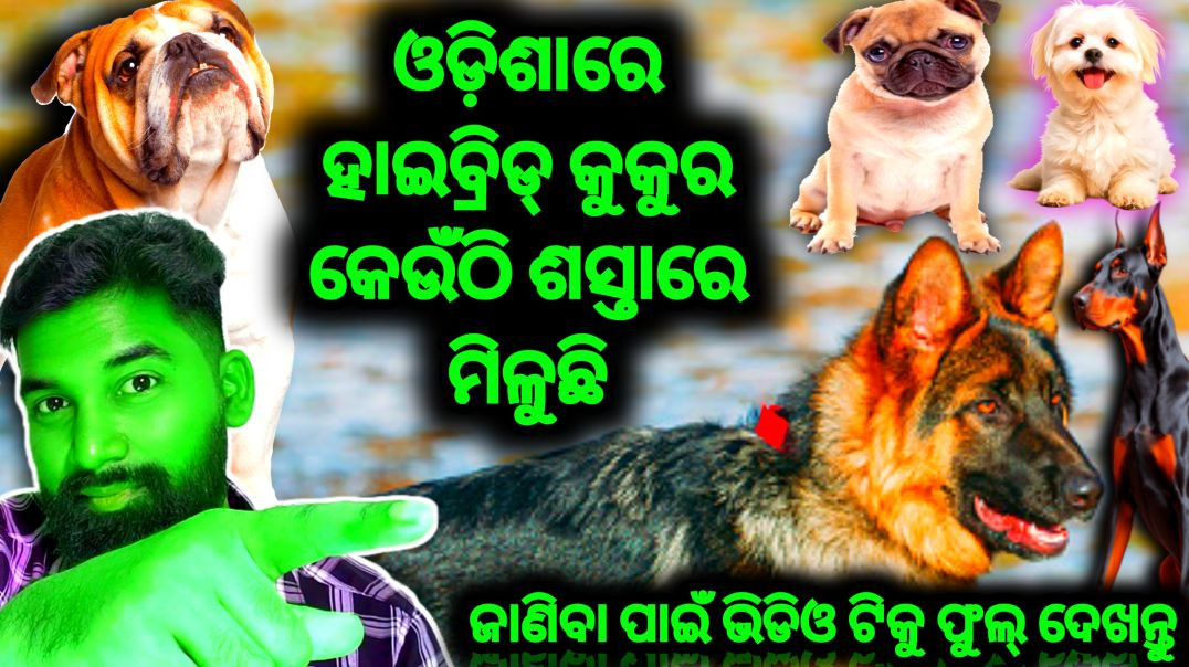 ⁣Pets video//pets and animals video