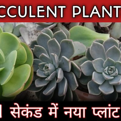 mohitplantworld