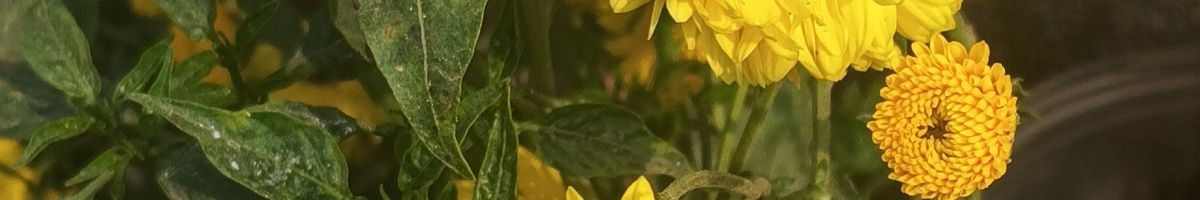 105616251922037876483 