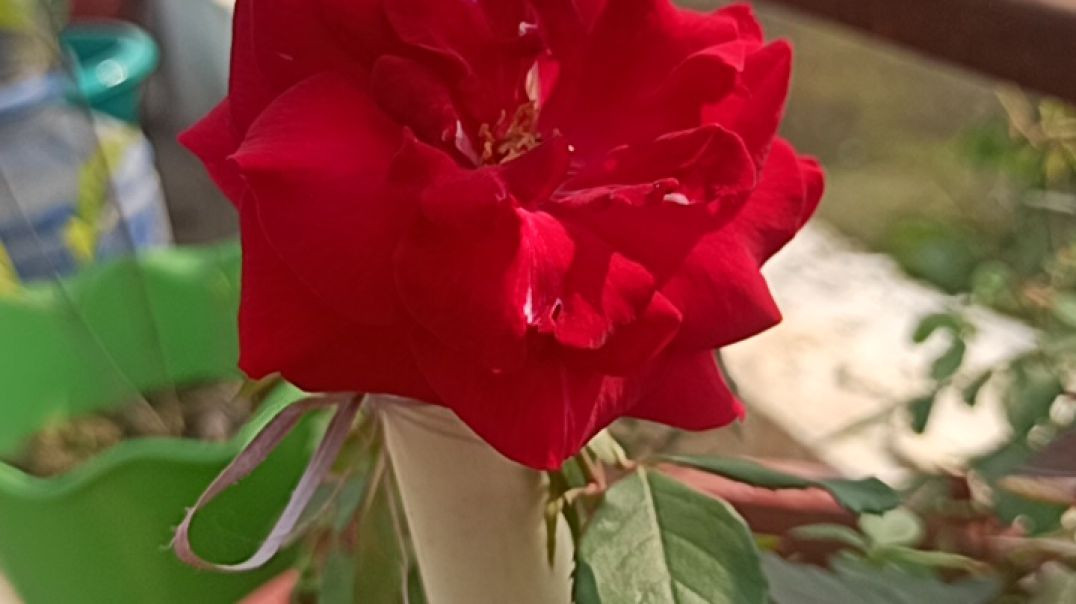 ⁣Red rose flower plants #trendingflower #redroseflower #plantcaretips