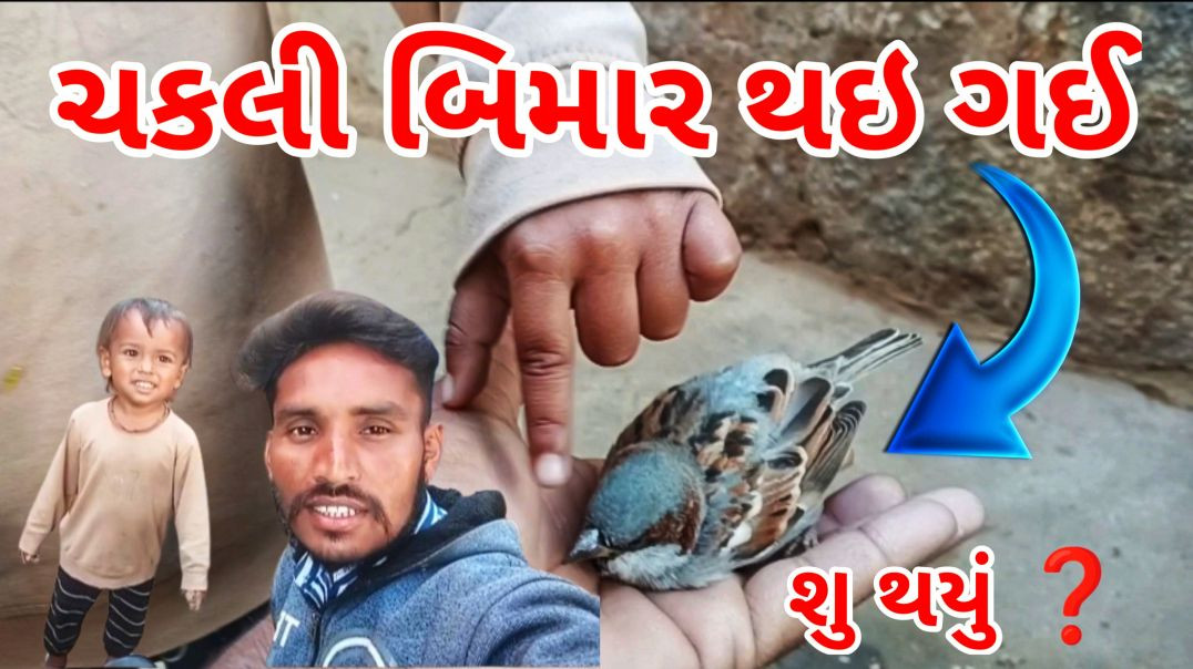 Chakli Bimar Thai Gai 🐦 | Chakli Ne Su Thau