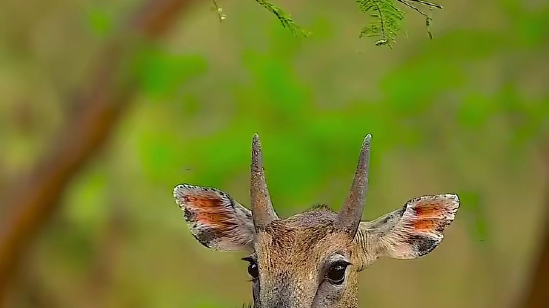 ⁣रूसी राष्ट्रपति व्लादिमीर पुतिन भा