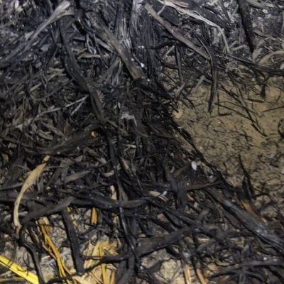 117271669281386061588 