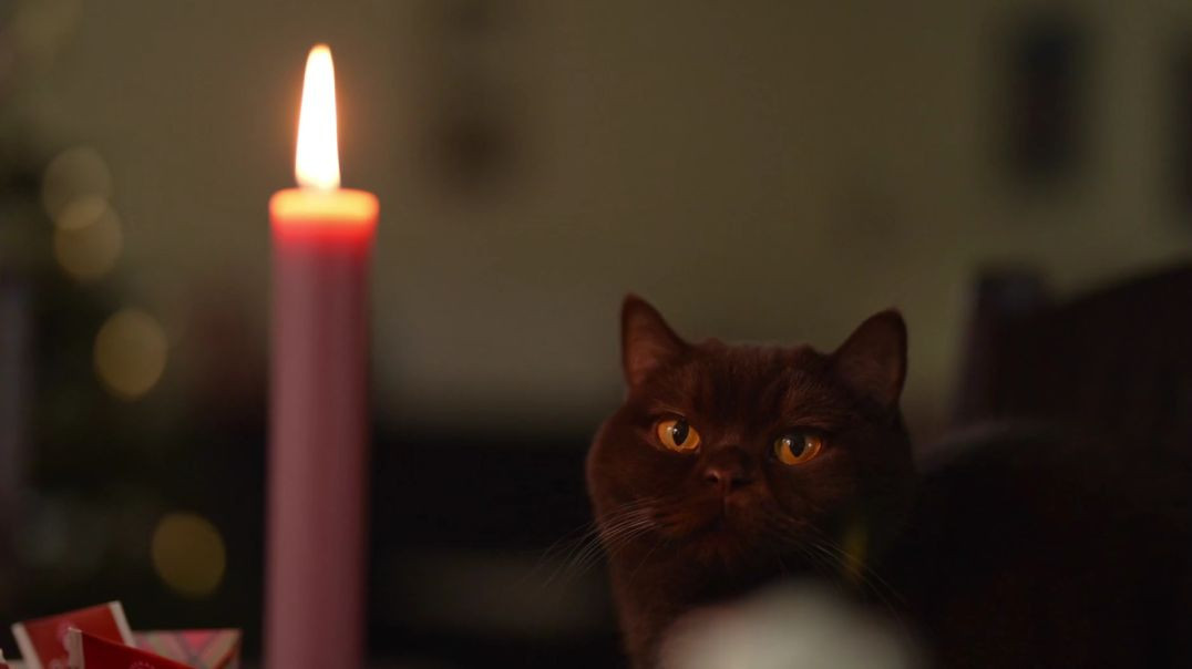 ⁣😼 cats shorts video 😼 #cat# training shorts # viral shorts