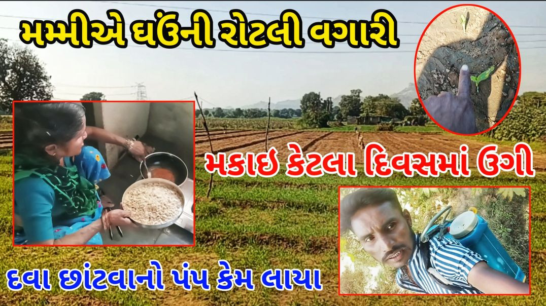 ⁣Mammi A Ghau Ni Rotli Vagari | Makai Ketla Divas Ma Ugi | Dava Chhantava no Pamp Kem Laya