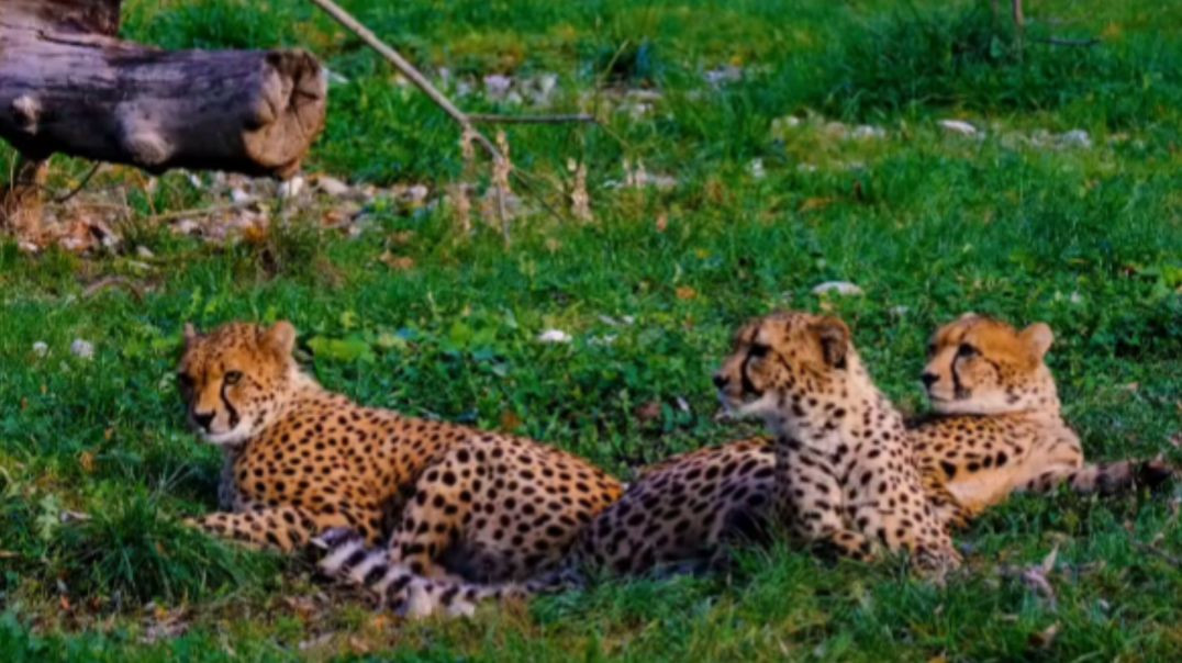 ⁣wildlife Animals video #RajuDa#চিতাবাঘwildlife Animals video #RajuDa#চিতাবাঘ #জঙ্গলেরপ্রাণী জঙ্গলেরপ