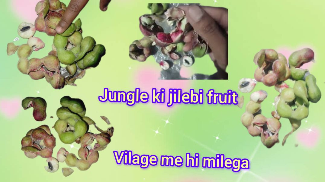 ⁣Jungle ki jilebi fruit ye vilage  me hi milega  2025-12-13 07