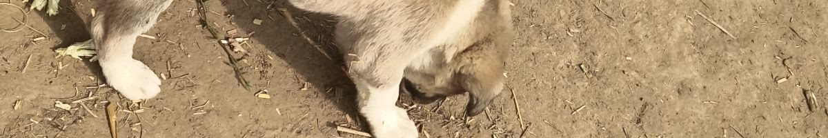 Sonu_Sinha Sonu_Sinha