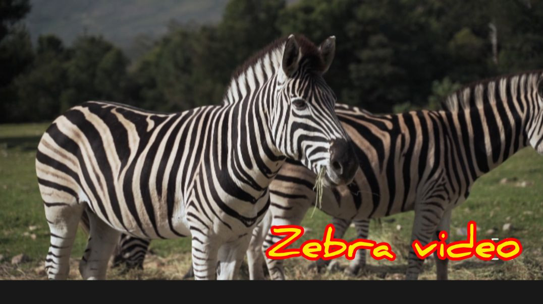 ⁣wildlife Bangla Zebra video 🦓#zebra#animallife#RajuDa