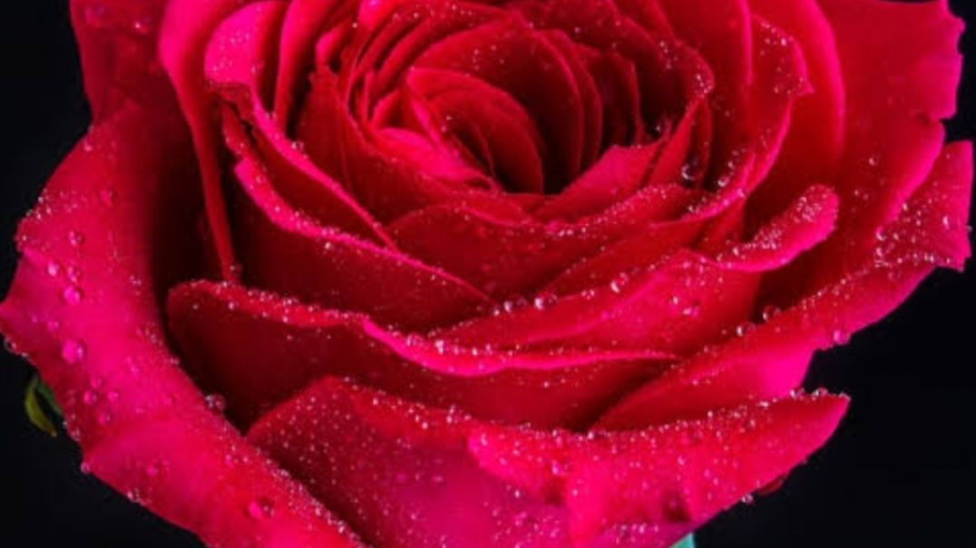 ⁣Natural flower  video like