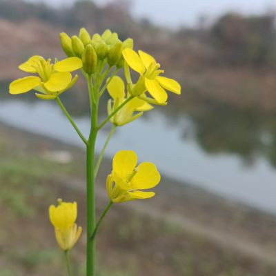 roshanNishad143 roshanNishad143