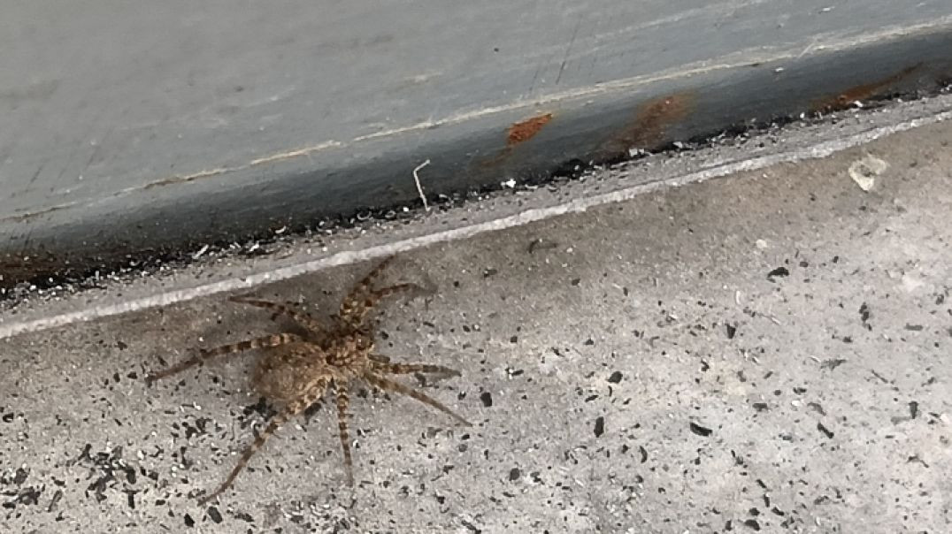 VID_20251225_032650_419