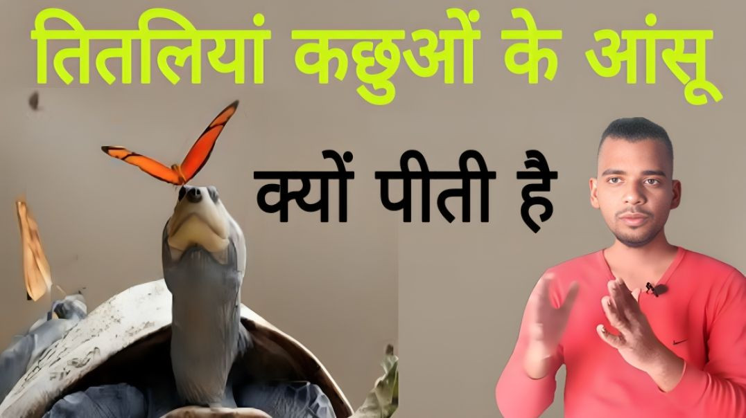 ⁣तितलियां कछुआ के आंसू क्यों पीती है | butterfly 🦋 | kachhua 🐢 | Turtle | Tear | AC Prashant