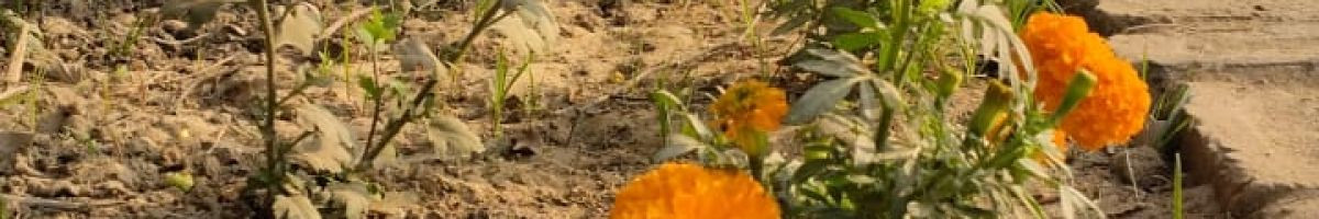 Mohini_Top Mohini_Top