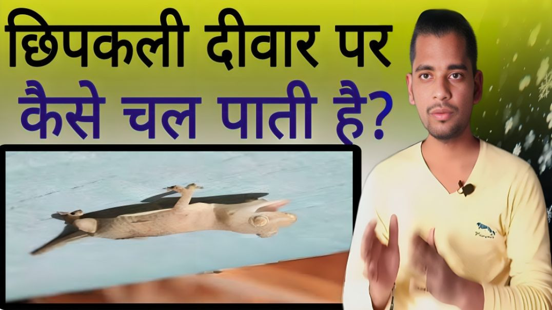 ⁣छिपकली दीवार पर कैसे चल लेती है | Chhipkali | Chipkali | Lizard | Wall | Walking | AC Prashant