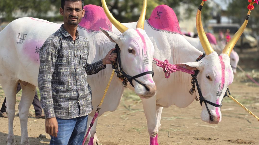 ⁣चाळीसगाव बैल बाजार