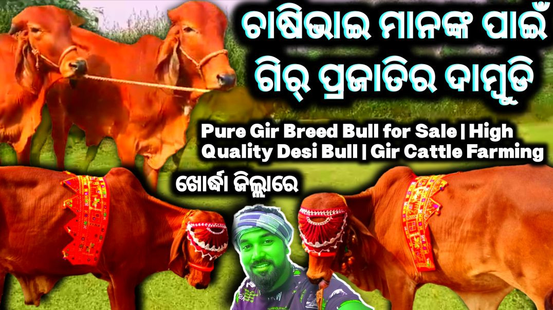⁣Gir bull sells video//Dairy farming odisha