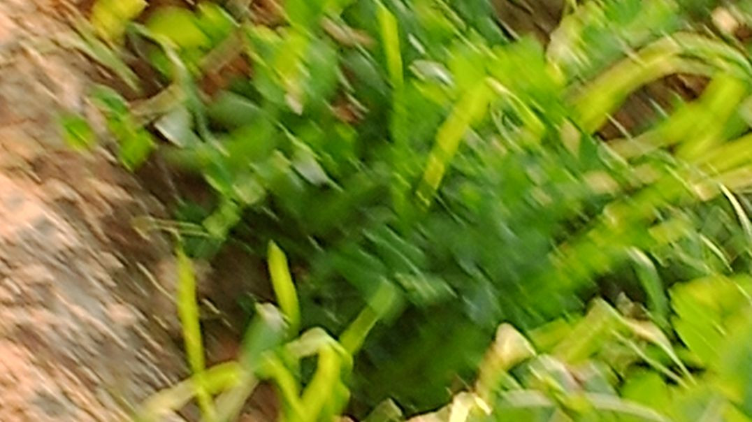 ⁣Tiger_Bites_Sleeping_Man_–_India_CCTV_Footage(1080p)