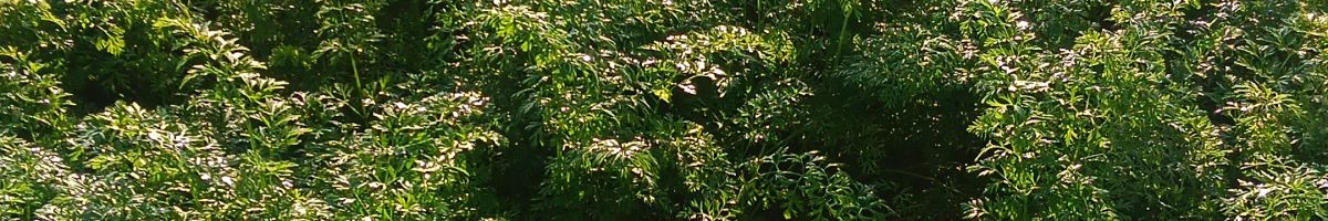 111153389556260075572 