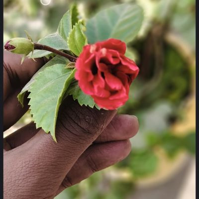 109891321127315383028