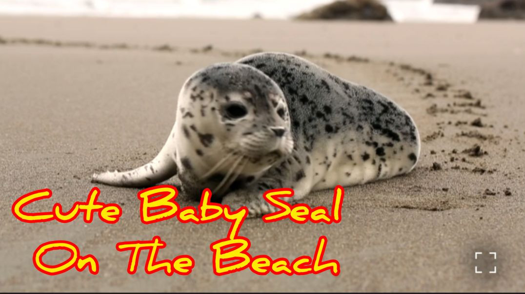⁣Cute Baby Seal on The Beach 🦭#seal#babyscal#সমুদ্রেরপ্রাণী