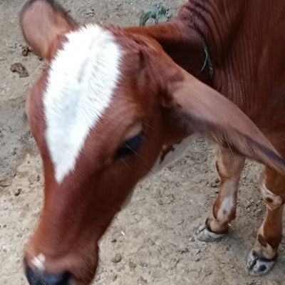 101795327546053478530 