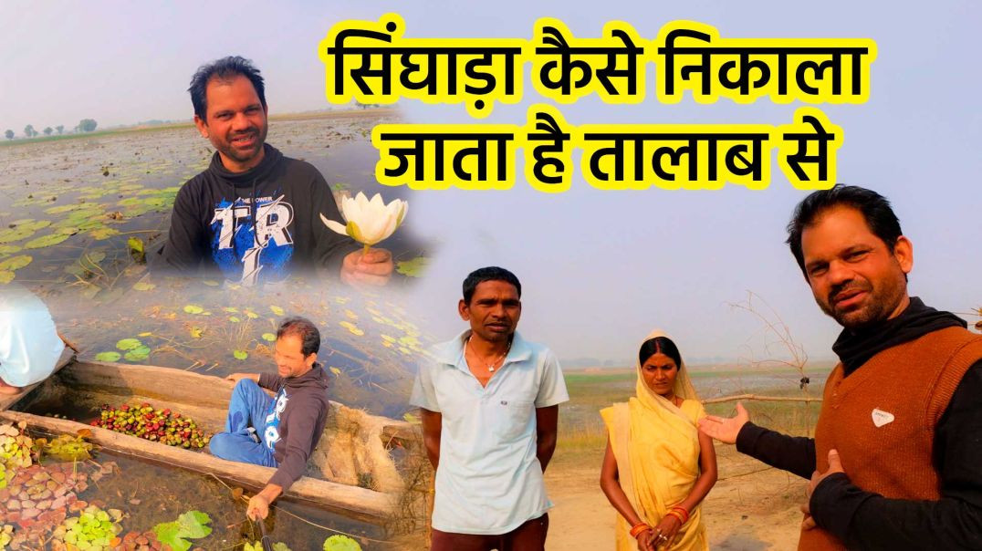 ⁣सिंघाड़े की खेती, तालाब से निकालना और फायदे