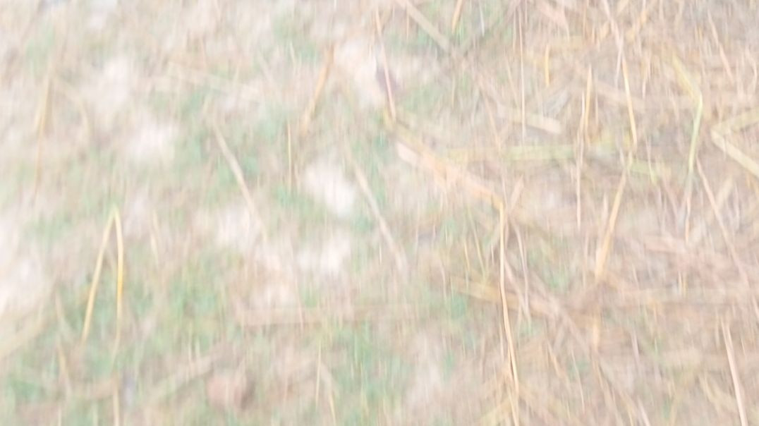 VIDEO_2cf3caae-873d-4b50-8f66-bc8952e74476