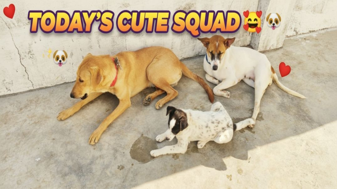 ⁣💛 “Chinu, Pikuli & Chun-Chun Ka Chhat Wala Masti Time! 🐶✨ Teenon Doggy Ki Cute Gameplay Moments”